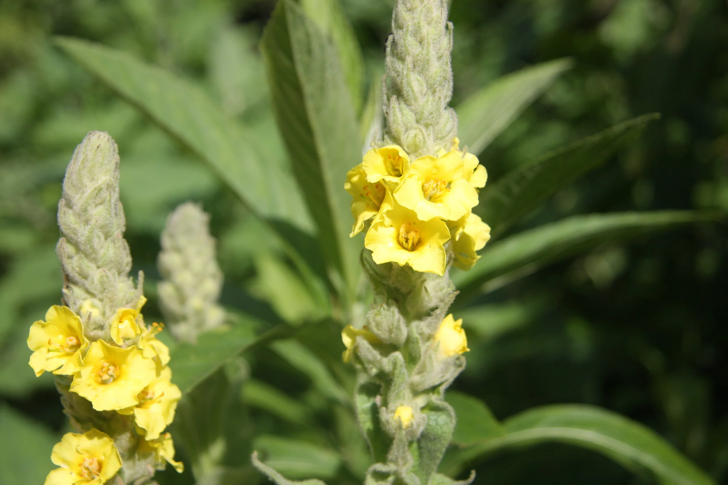 Garden in the Himalayas, Native plants of Nepal, Plant Hunting ...