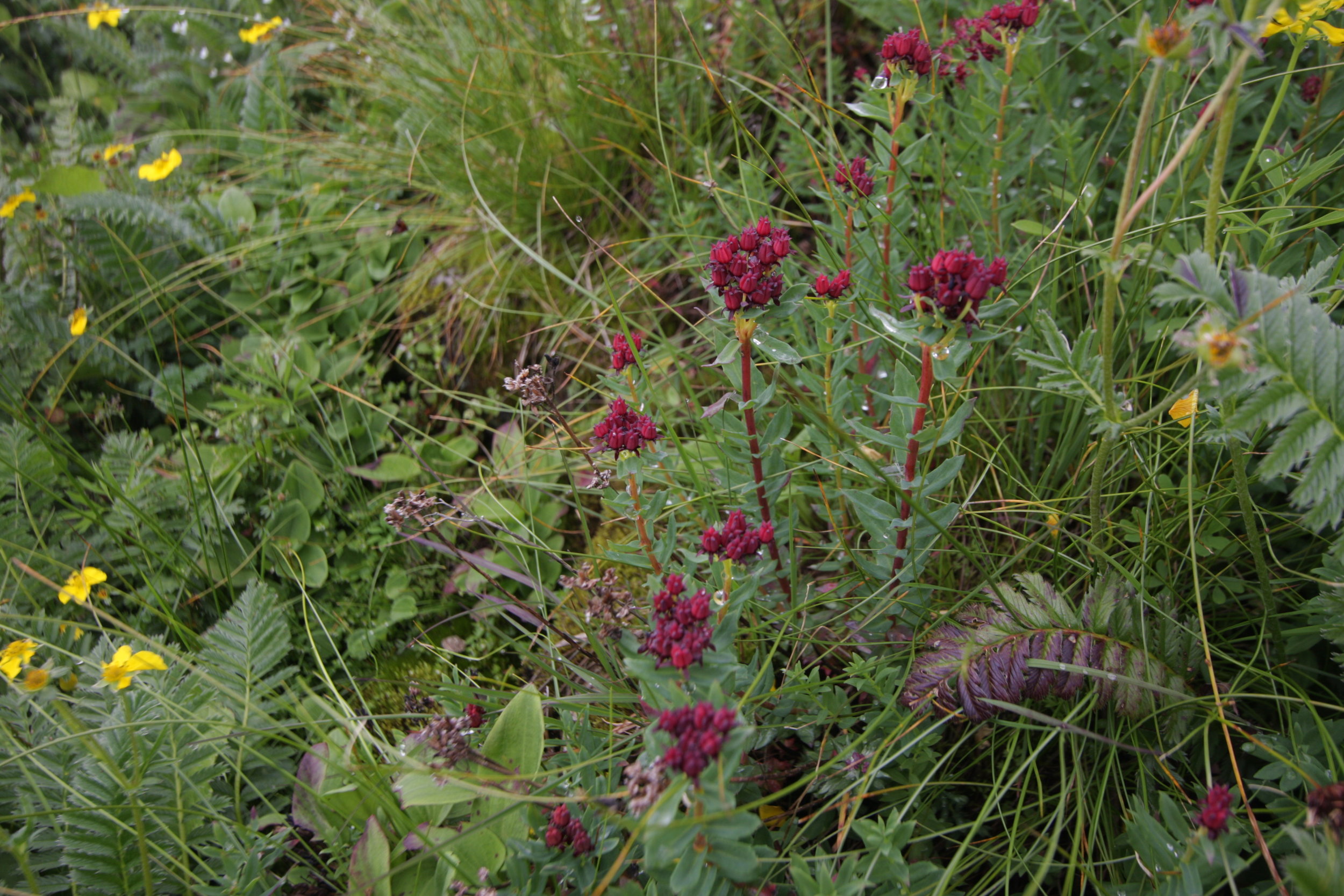 Rhodiola sp.