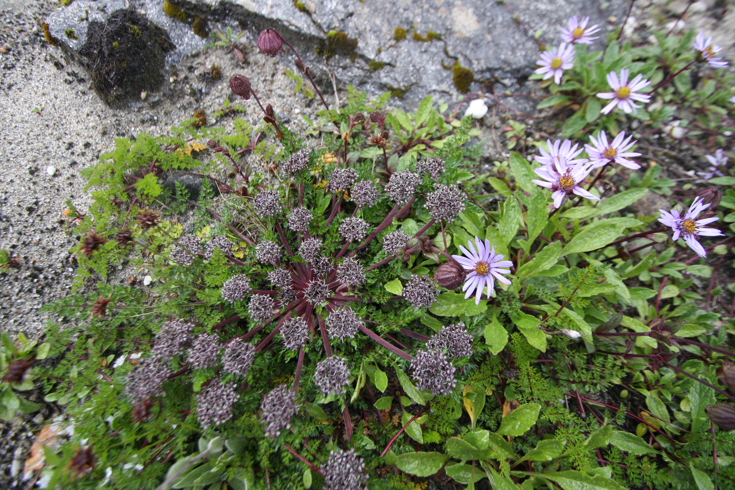 Cortia sp.