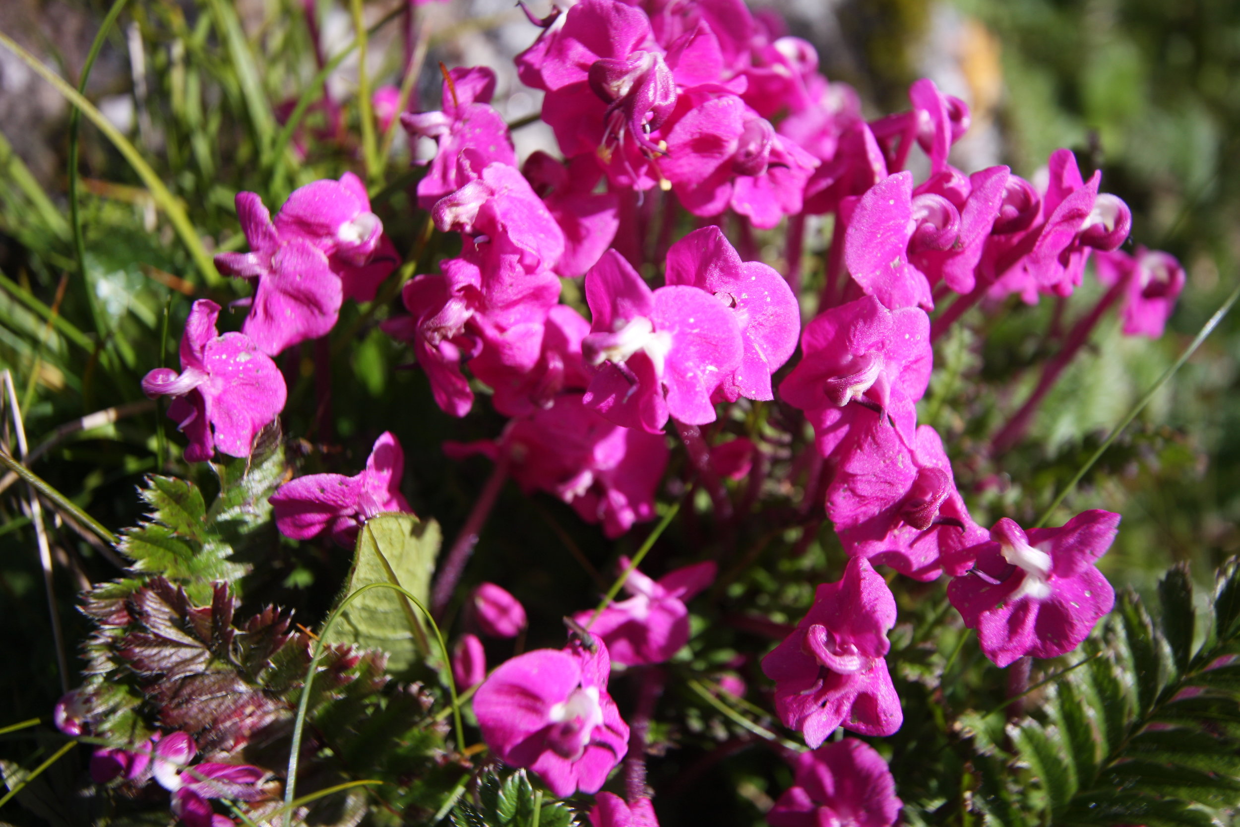 Pedicularis sp.