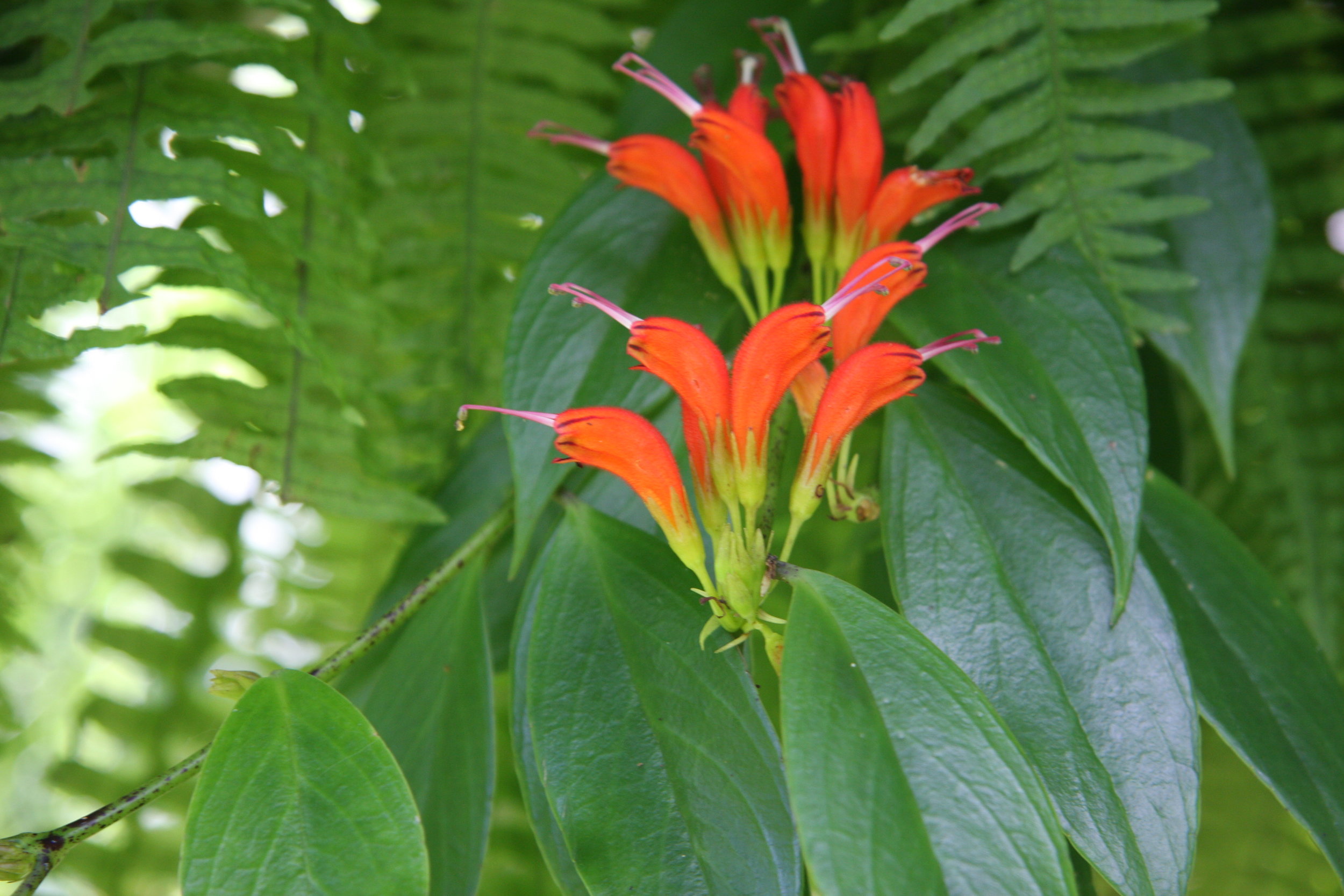 Aeschynanthus sikkimensis