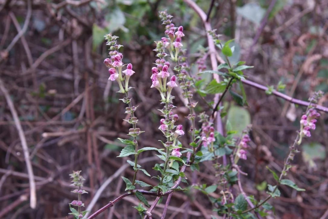 Scutellaria scandens