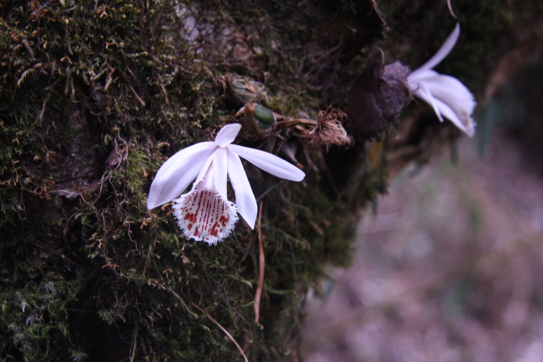Plione humilis