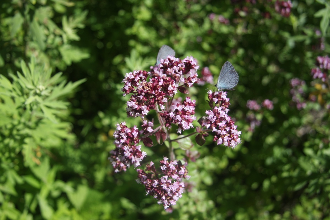 Thymus linearis
