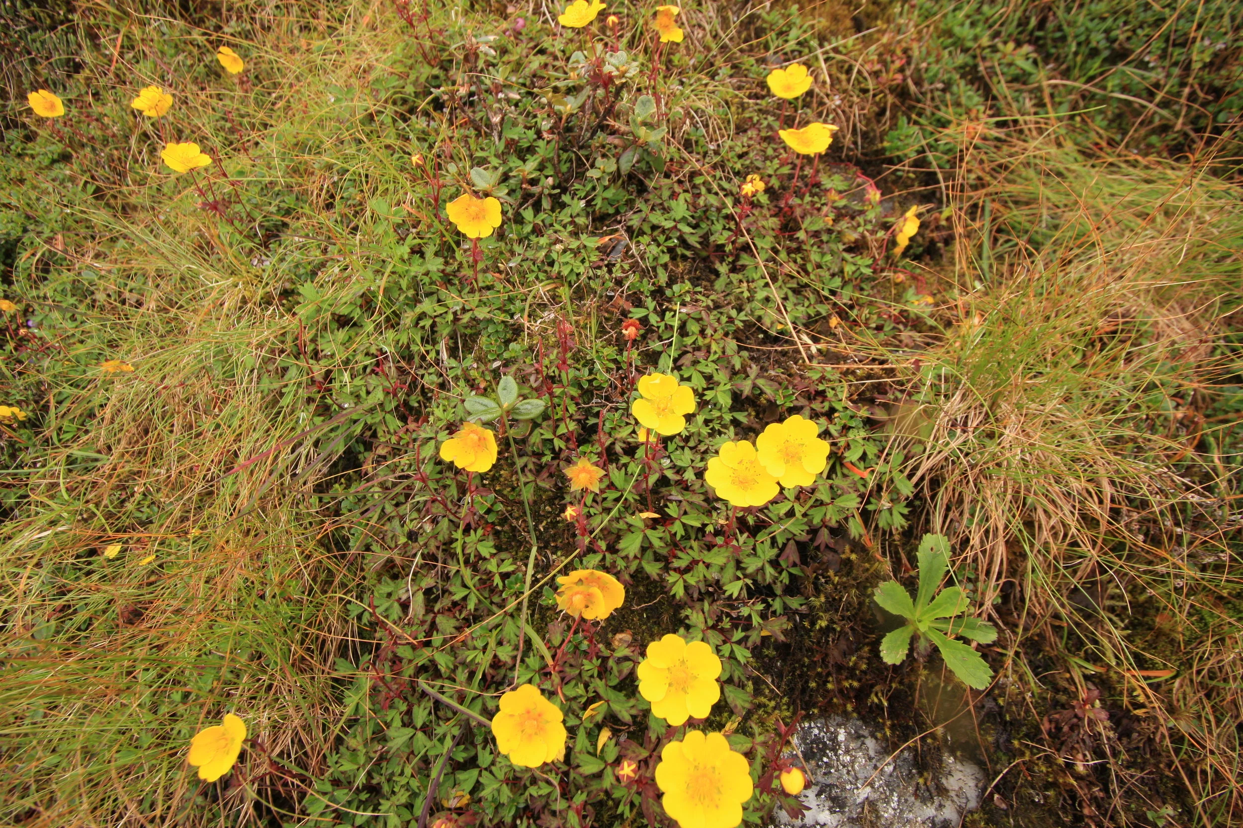 Potentilla sp.