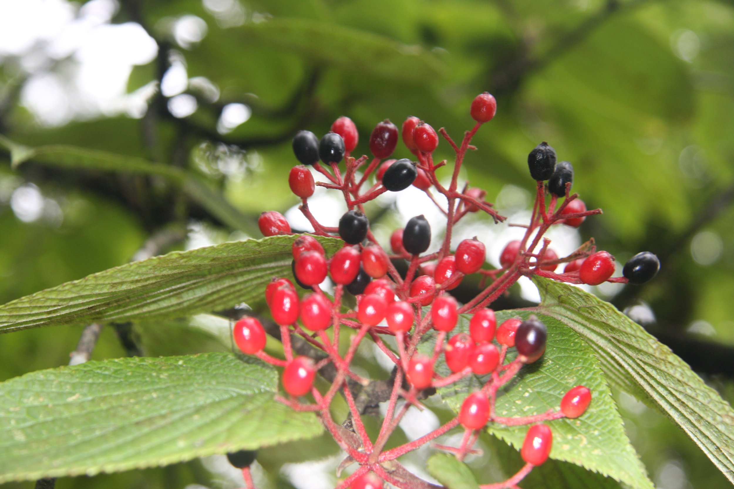 Viburnum sp.