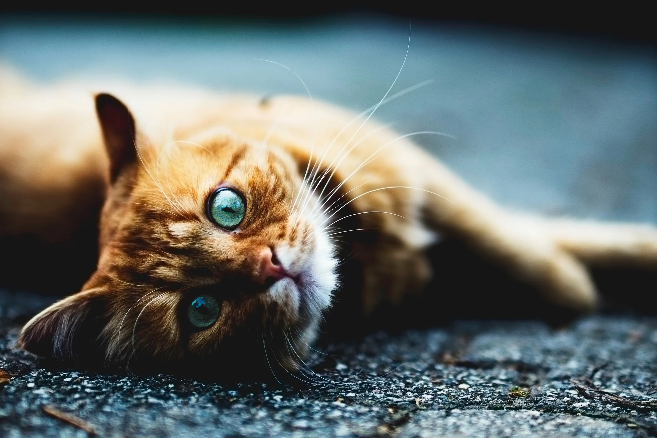 Foto: Simone Dalmeri/Unsplash