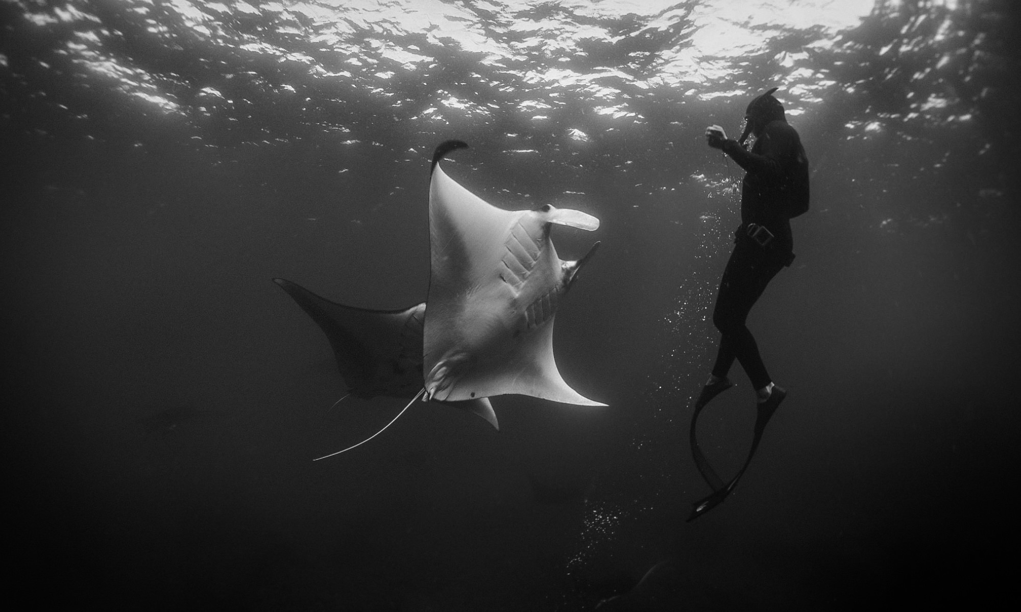  We swam with manta rays, dugongs and Nemo. 