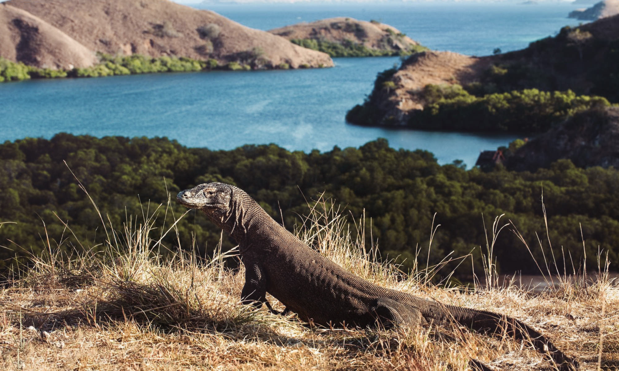  Waved to the Komodo Dragons. 