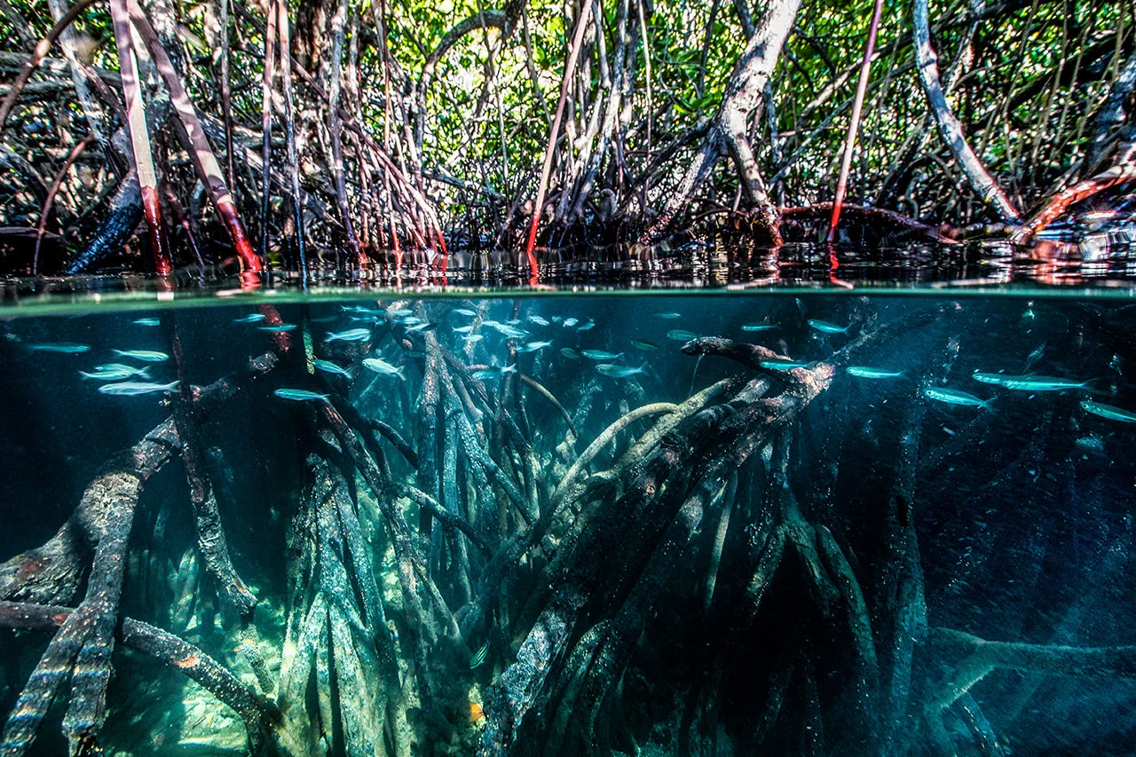 4_mangroves.jpg