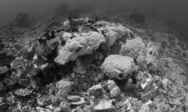 Destroying the world's natural heritage: 'Komodo is reaching a tipping point'