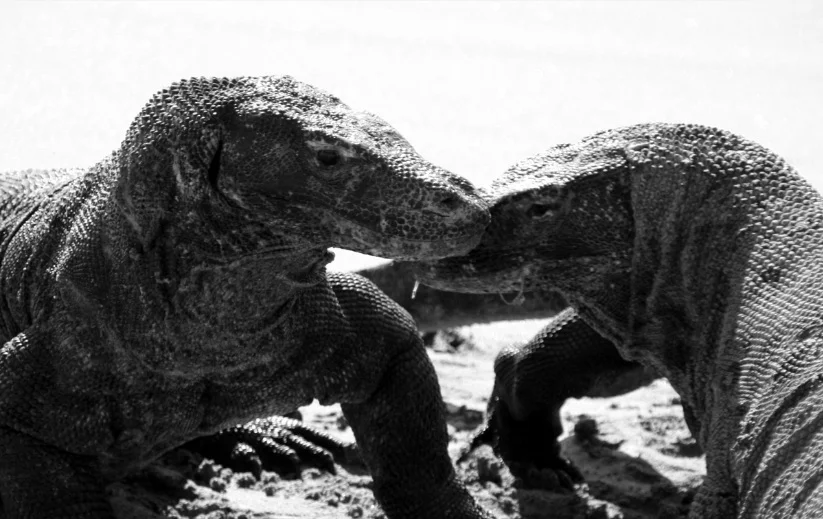 Caught Between Tourism Industry and Environmental Concerns