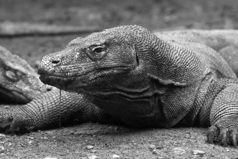 Keep Calm and Save Komodo Dragons
