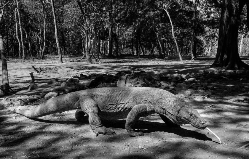 Can Komodo Dragons Survive an Invasion of Tourists?