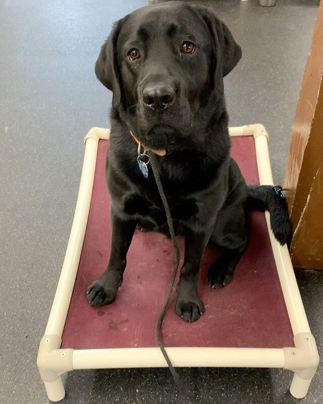 Hank working on his place training and open crate skills at dayschool 😁