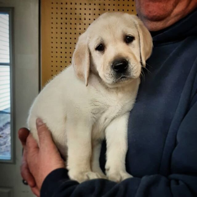 Happy St Paddy's Day everyone 🍀💚🇮🇪 Our longtime Dayschool student Seamus just welcomed this new puppy into his home, say hi to Paddy MacDonald!