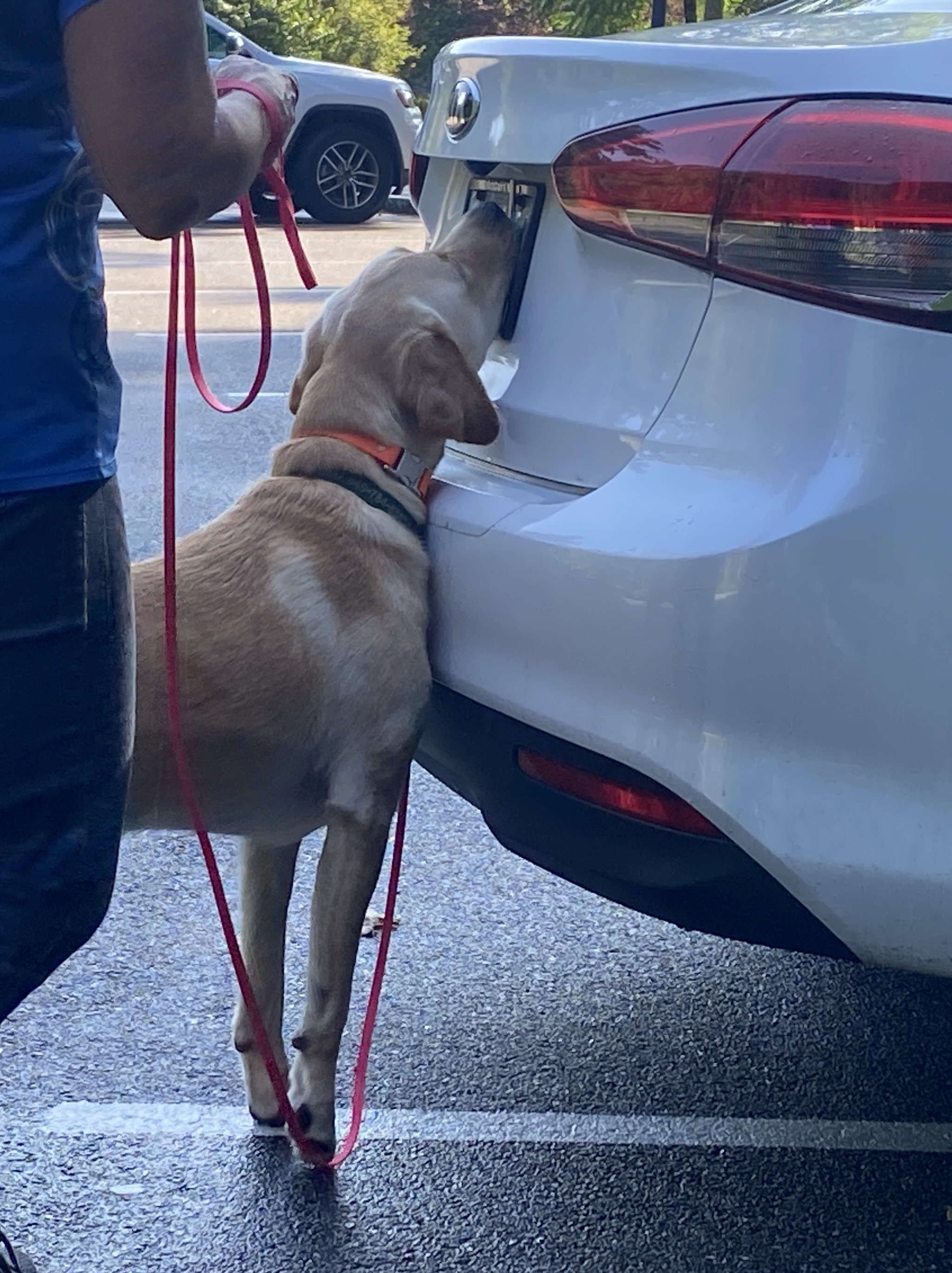 Nosework — My Dogs Mind