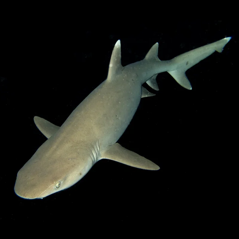 Aquarium_Thumb.jpg