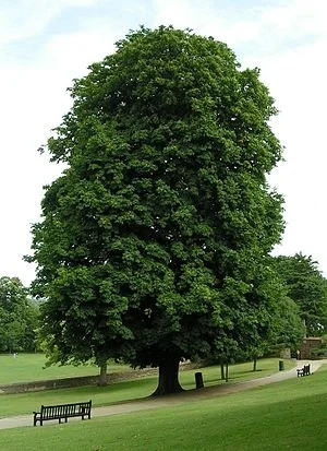 A mature Horse Chestnut Tree 