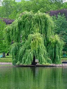 Weeping Willow (we didn't have a lake)
