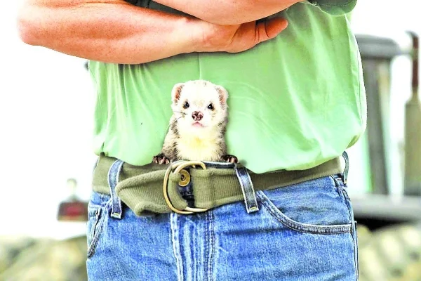 Hostile looking man with a shifty looking ferret down his trousers.