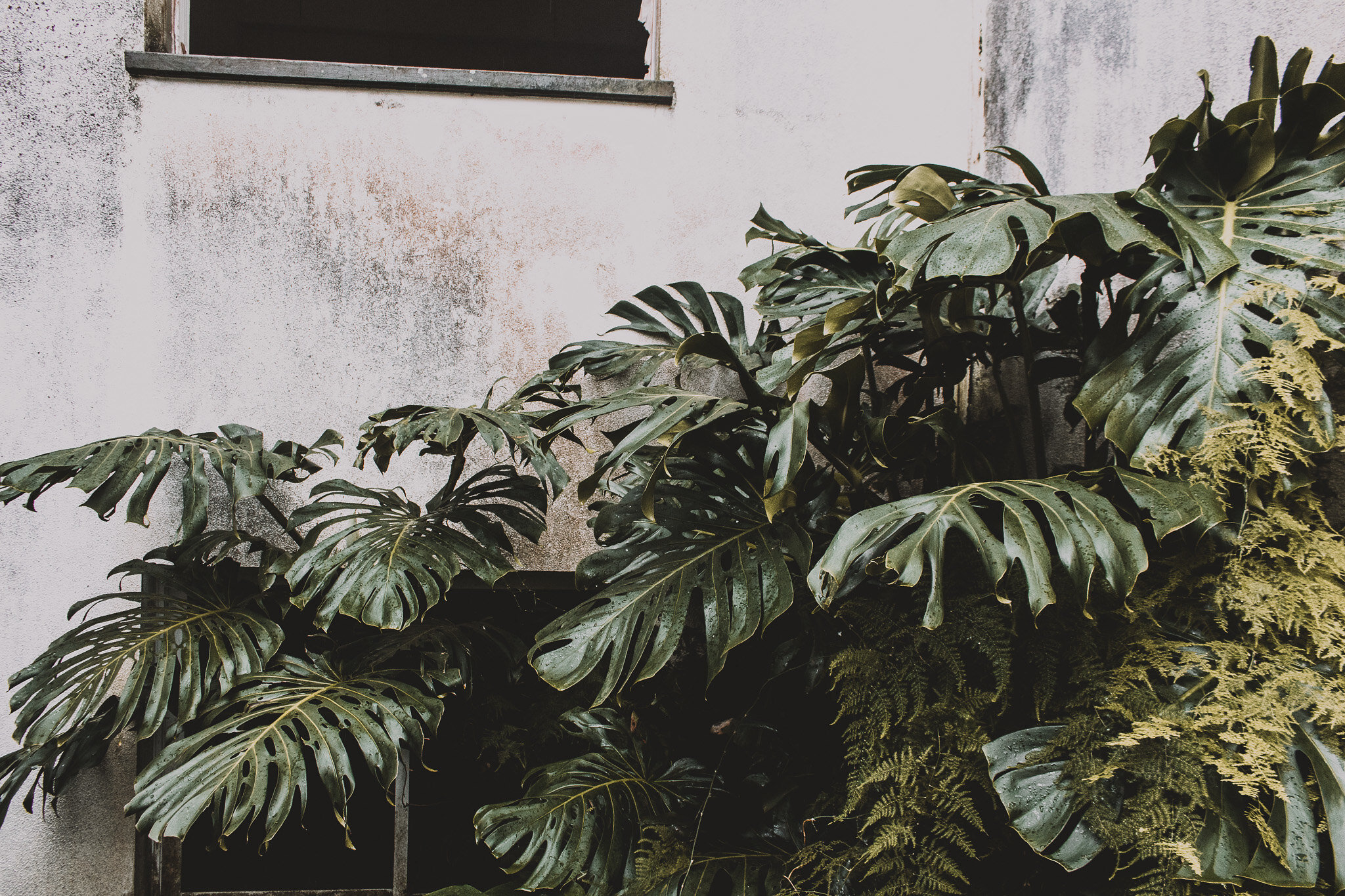 Never seen a monstera like these