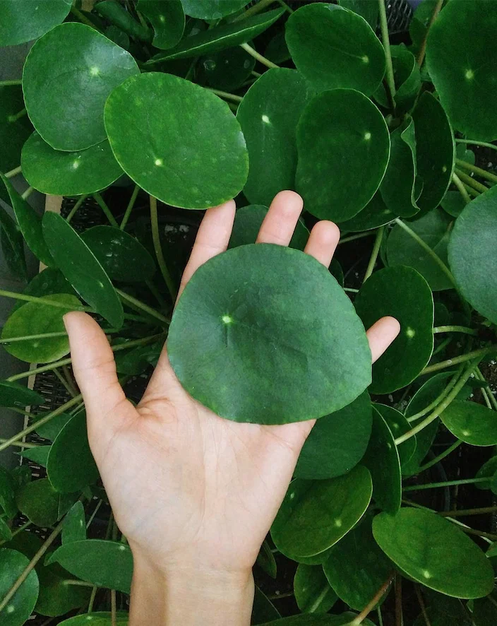 pilea.jpg