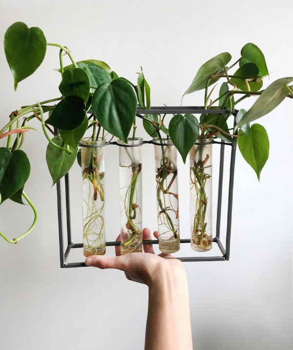 Roots forming, several weeks later