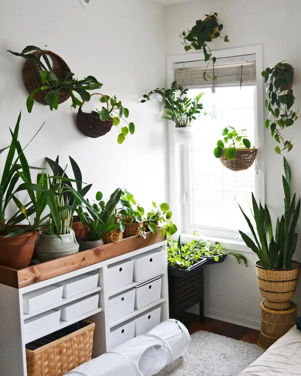 How to Keep Cats From Eating Your Houseplants Wild in the City Beyond Blog