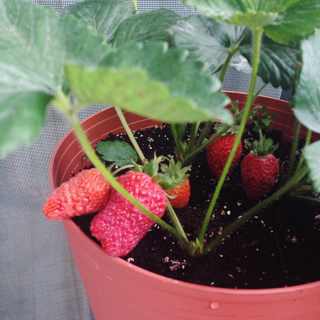 First strawberry plant: I wouldn't try again until years later