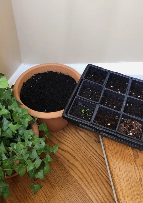 How To Get Rid Of Fungus Gnats On Indoor Plants Abc Everyday How To Get Rid Of Fungus Gnats On