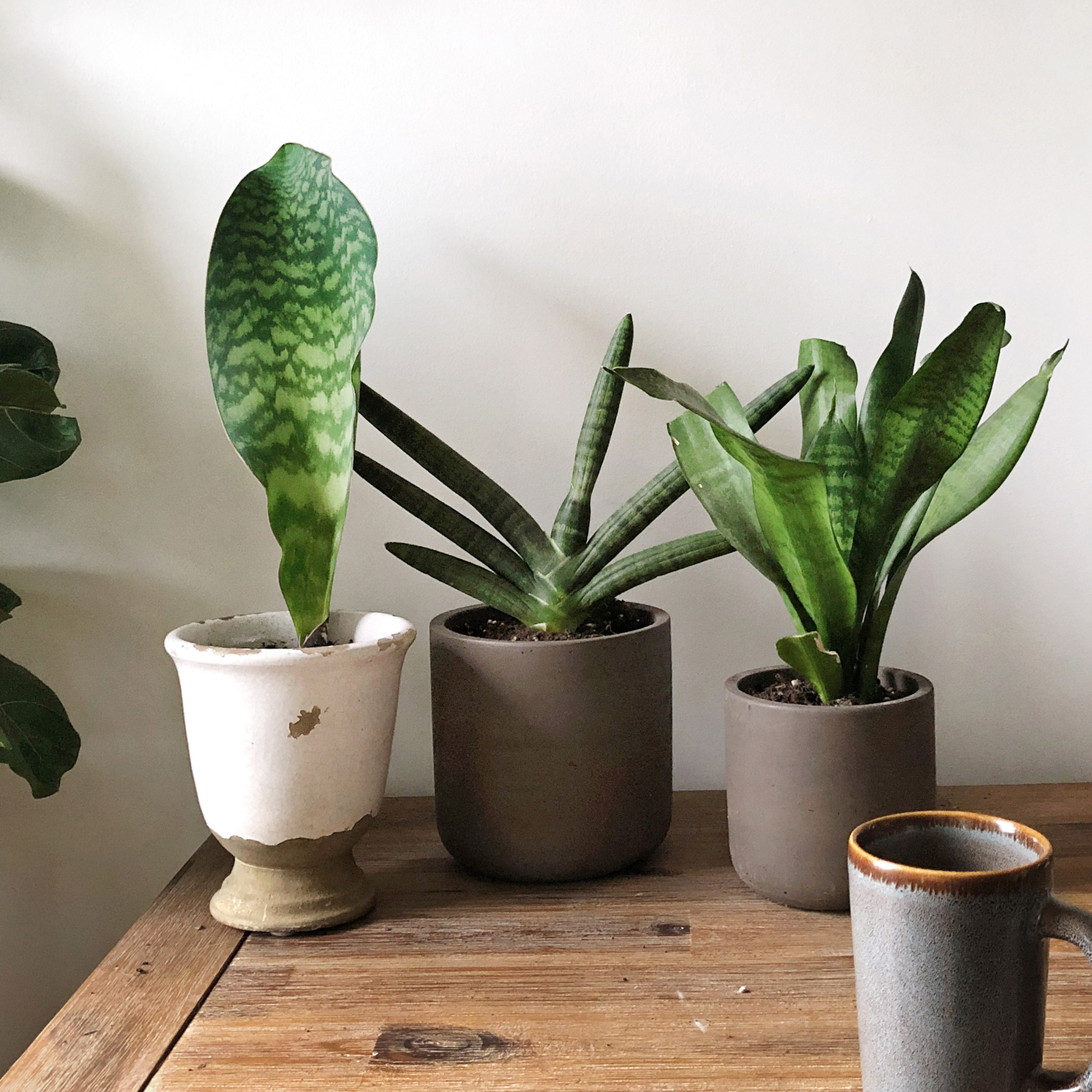 Planting in a Pot Without Drainage Holes — Fieldnotes by Studioplants