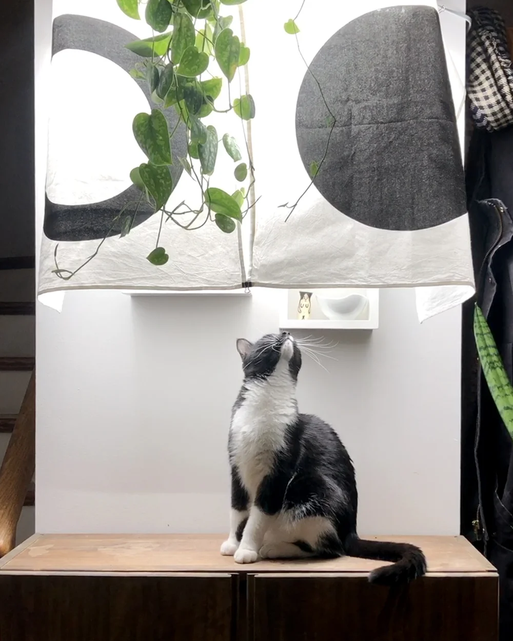 Shade clothe: Juniper approved!
