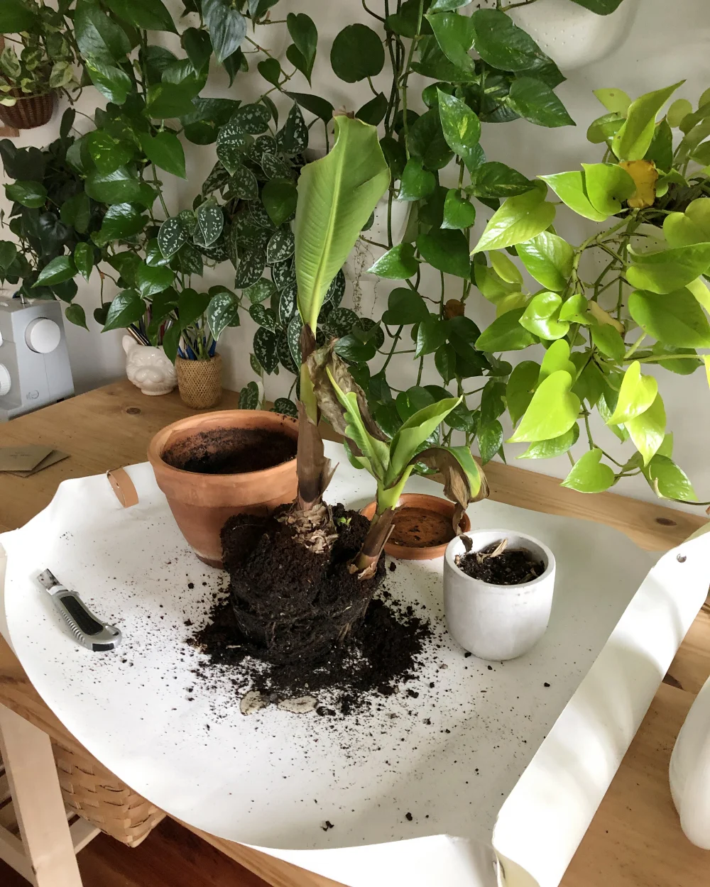 Don’t worry, this banana plant did bounce back!