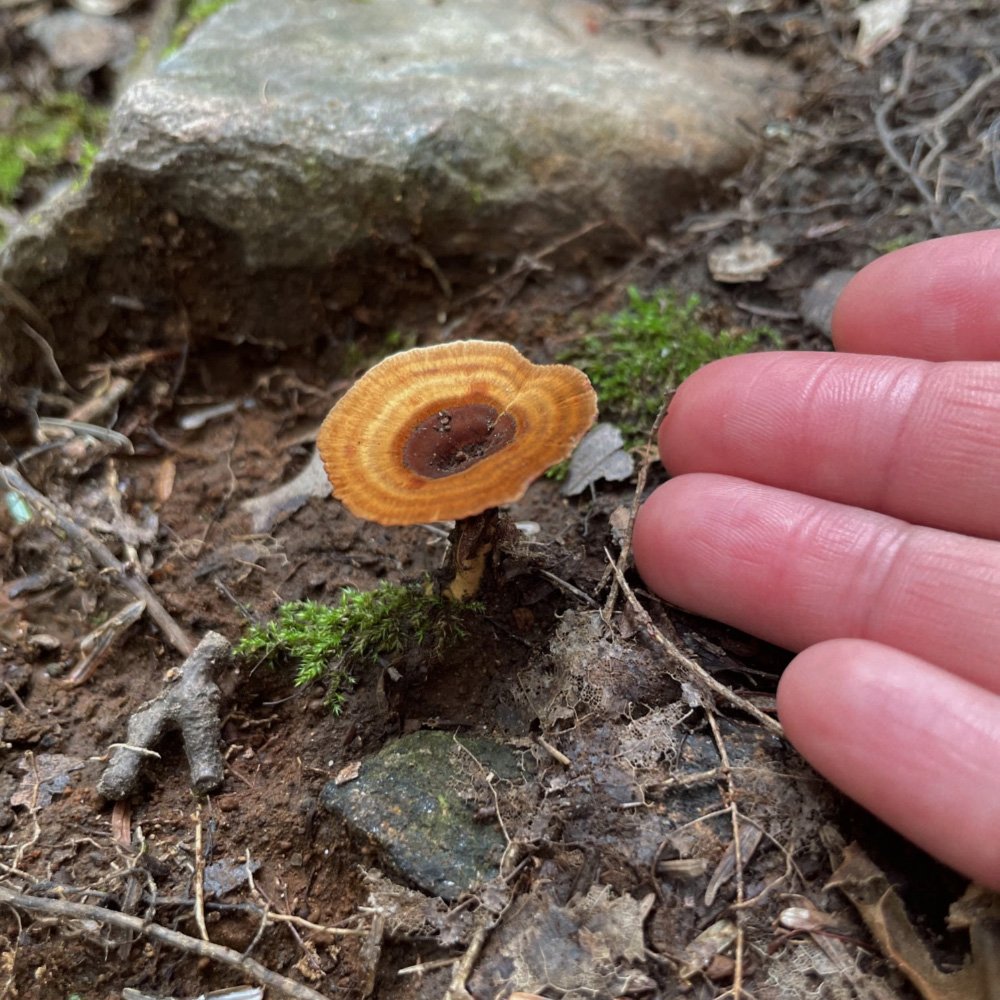  Mushroom #1 