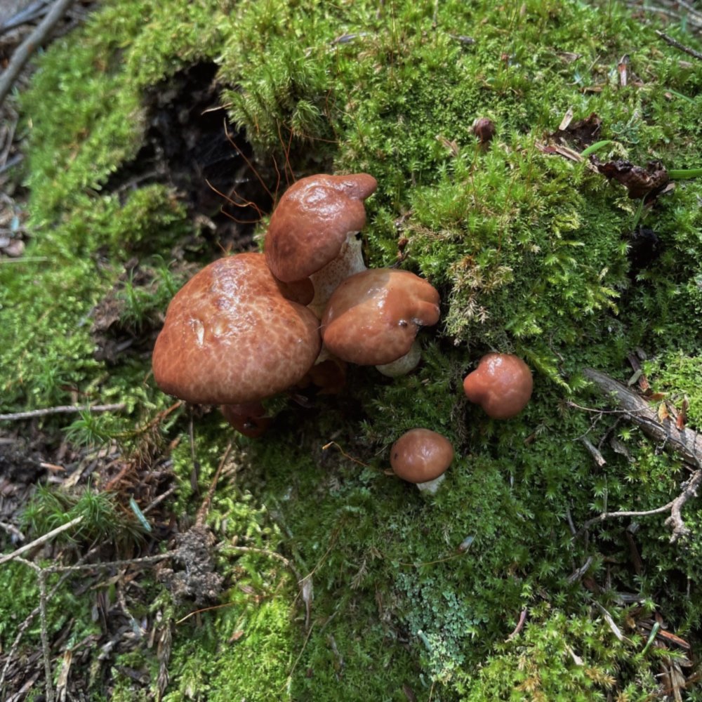 Mushroom #14