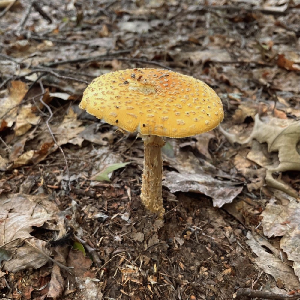 Mushroom #16