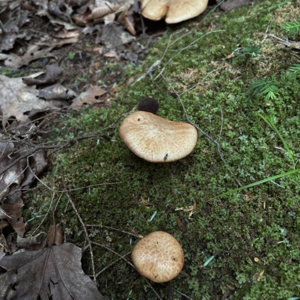 Mushroom #18