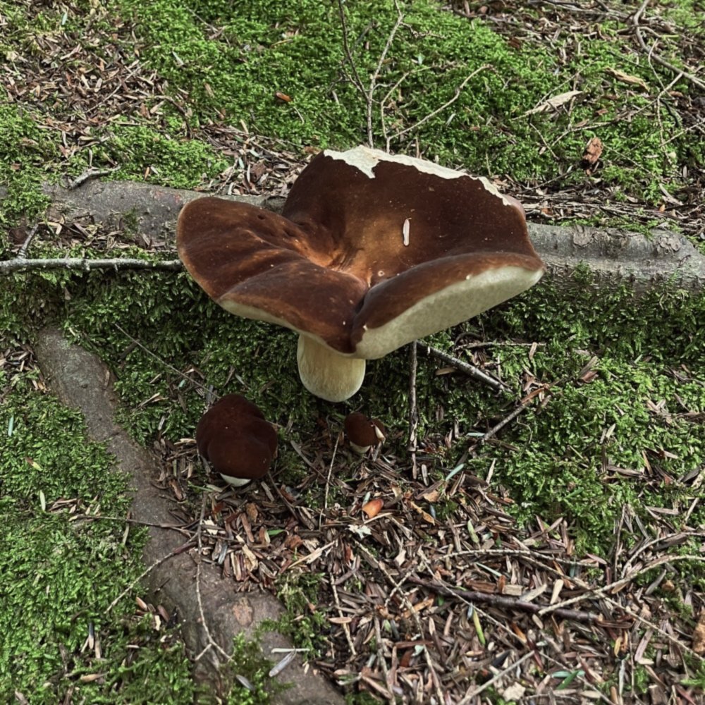 Mushroom #19