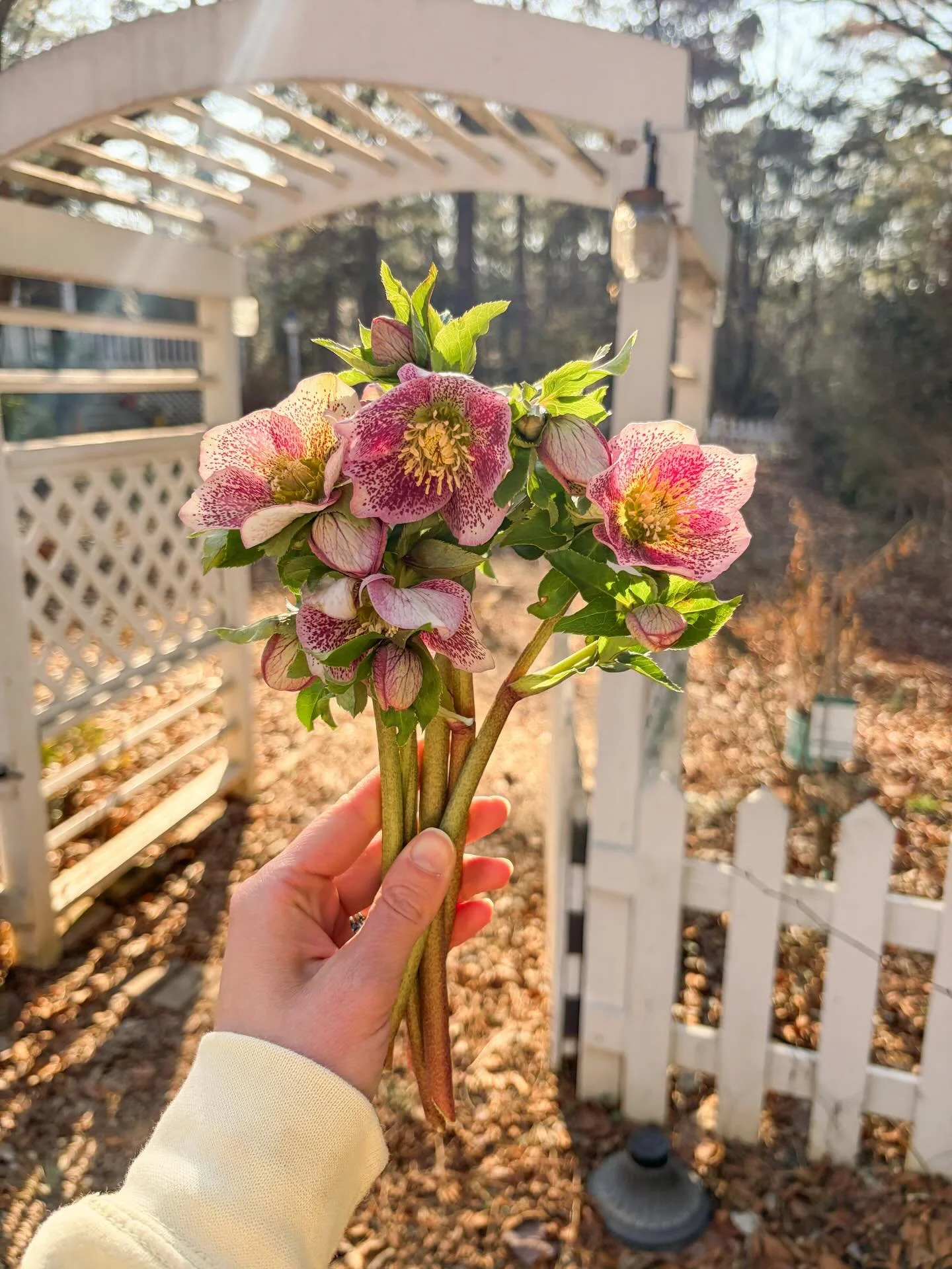 signs of spring &amp; your sign to plant Lenten roses (hellebores) 🌷🥲🌸 every year these take me by surprise and captivate me with their early blooms and beauty despite the cold weather still.

my heart is full of hope this spring. i can&rsquo;t wa