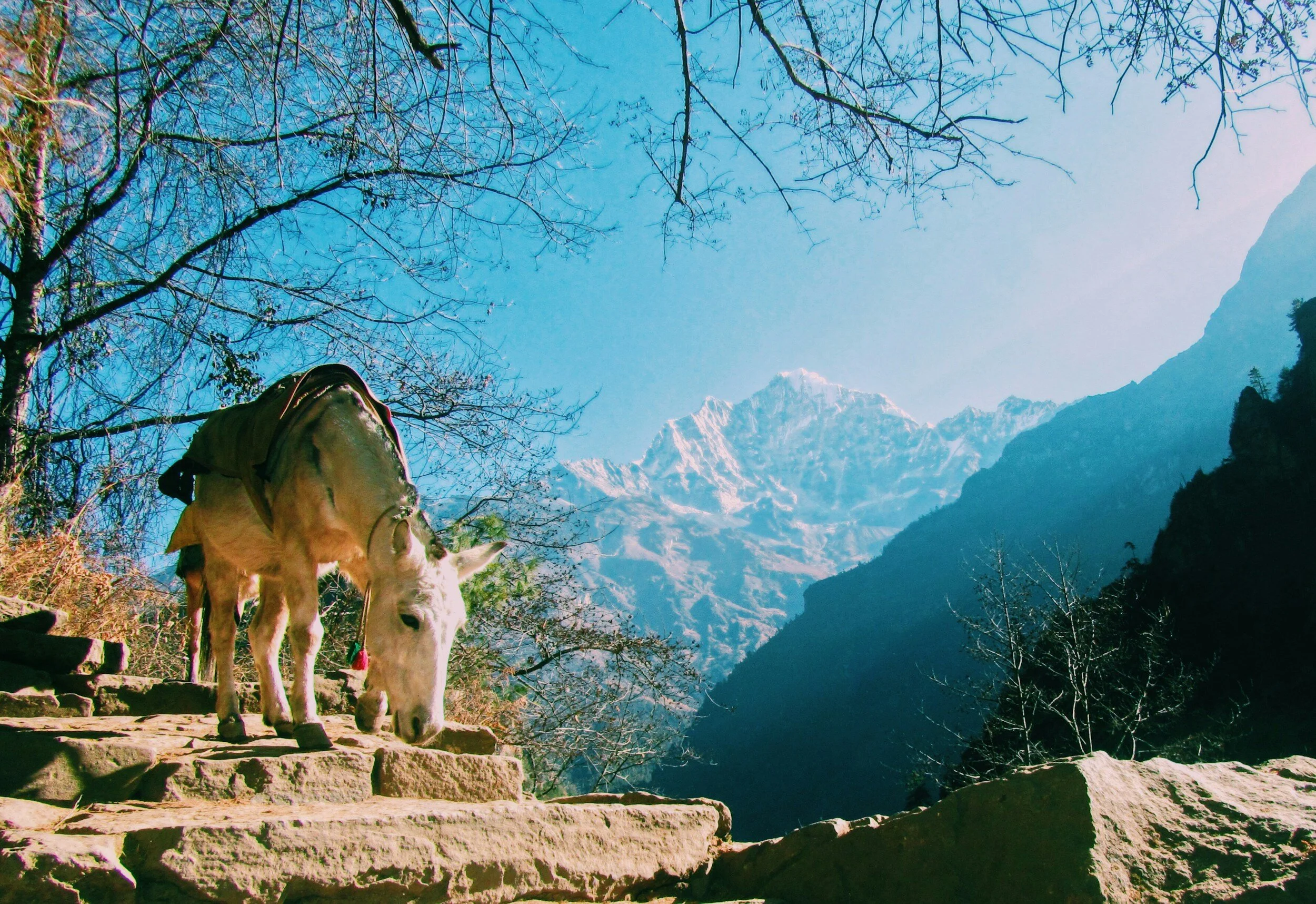 You have to dismount your donkey to enter a house