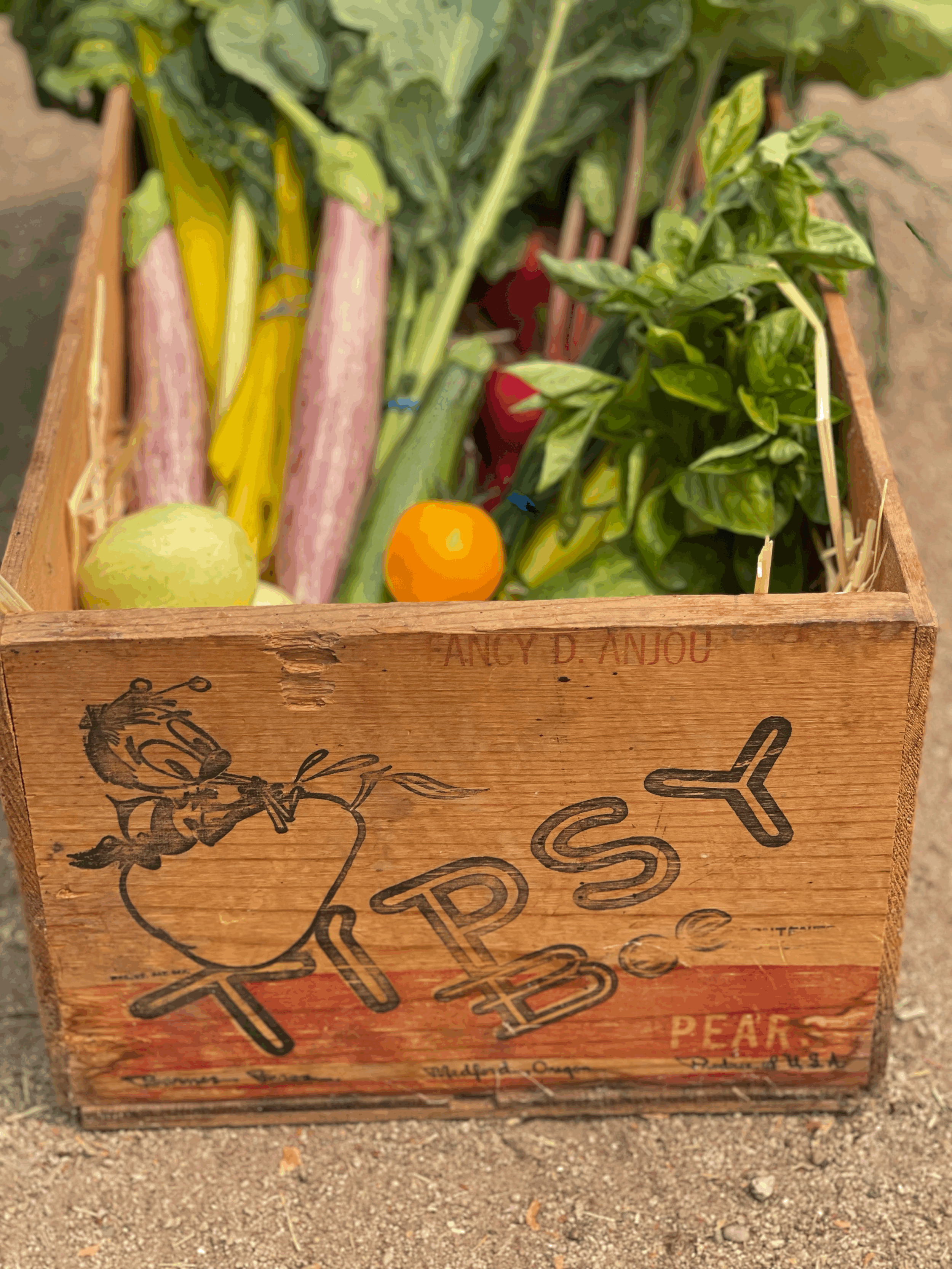 Fresh veggies CSA Local Regenerative Familyfarm