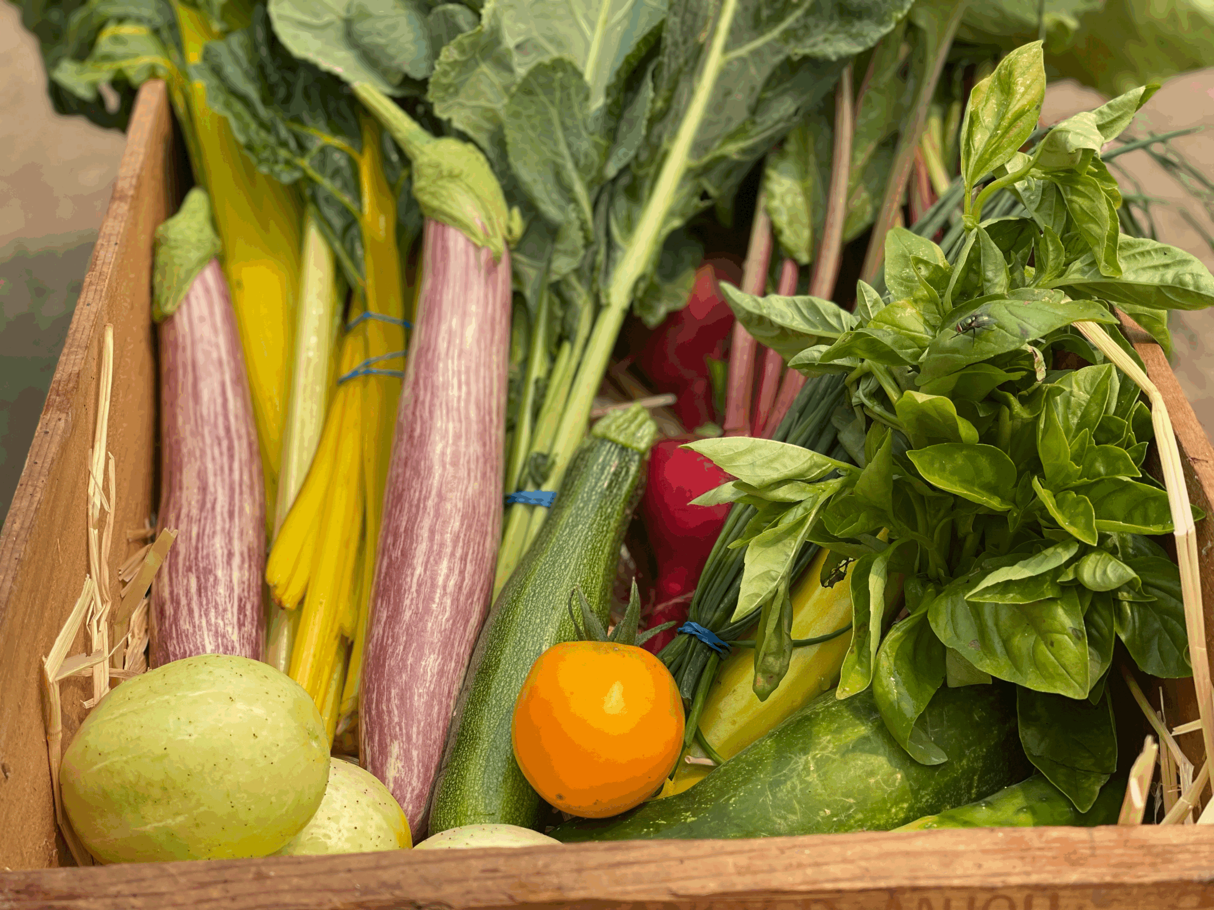 CSA box Fresh veggies regenerative farm