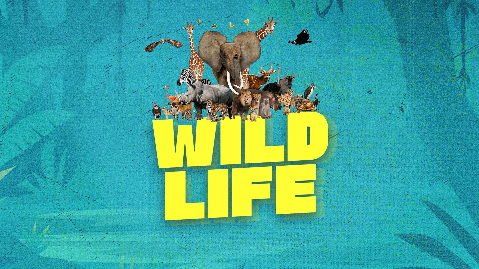 VBS: Wild Life