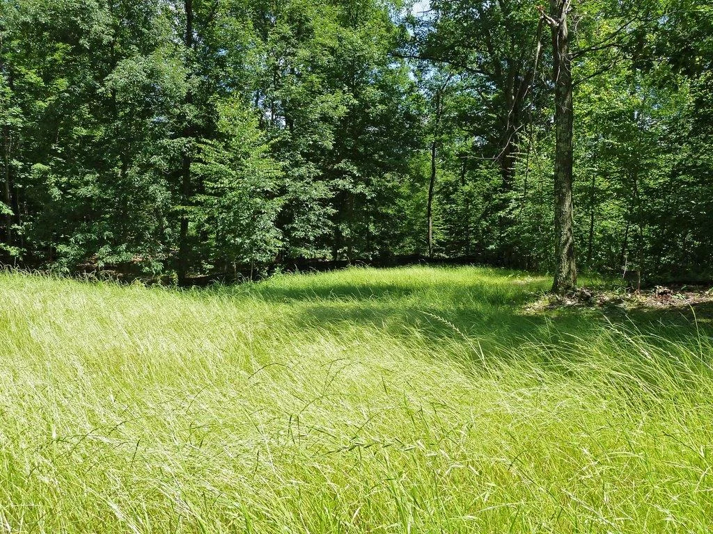 5-Meadow.jpg