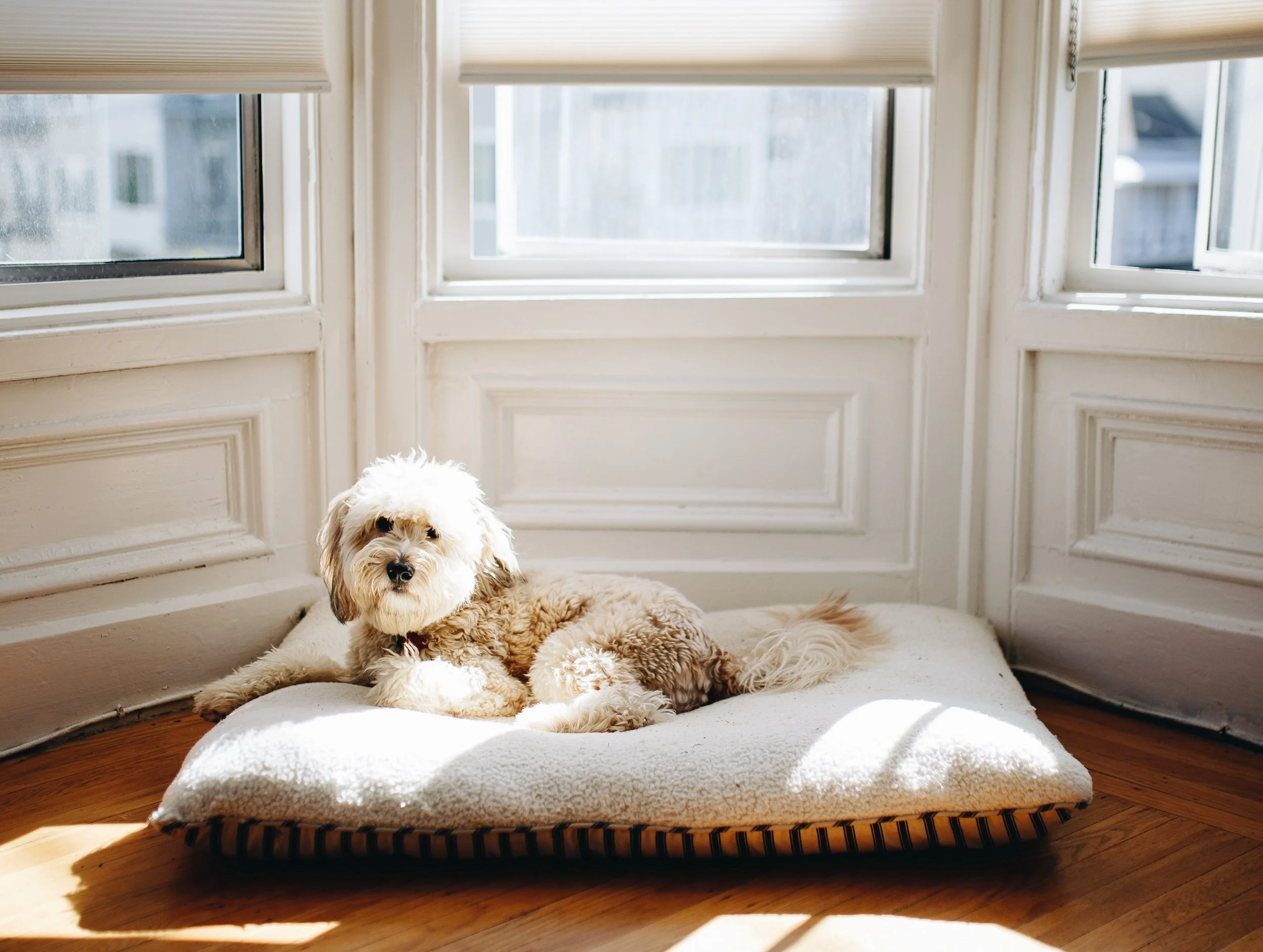 Dog laying in an apartment