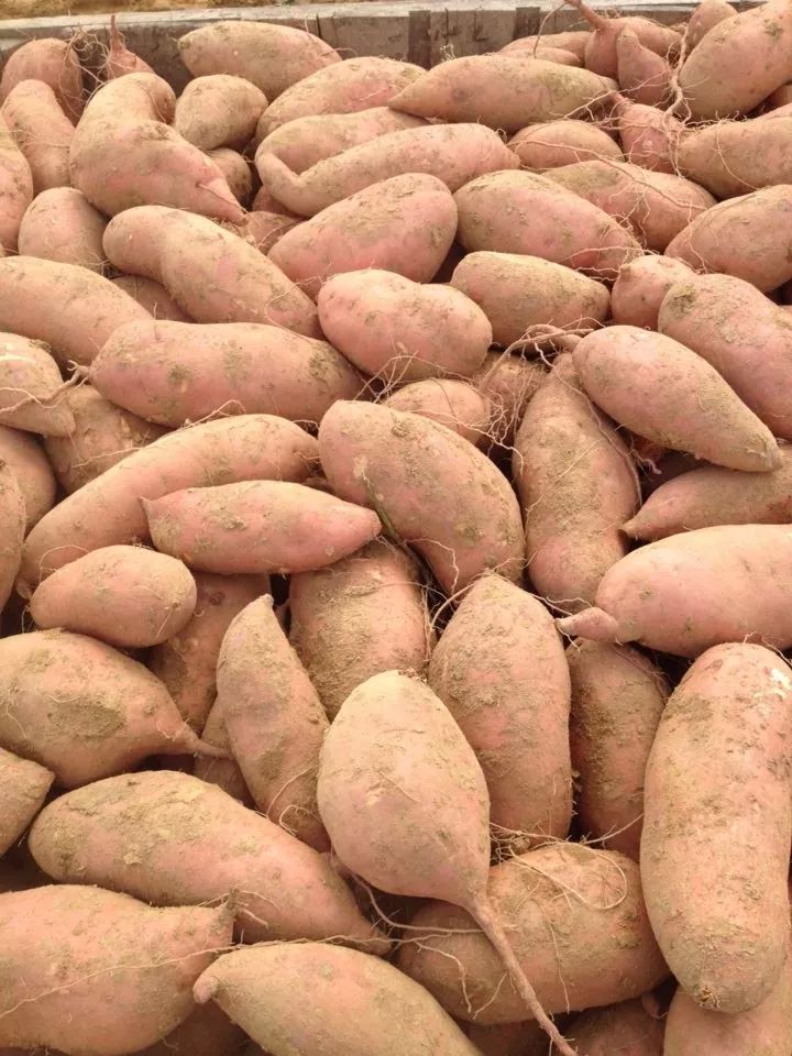 Unwashed sweet potatoes in a storage bin.