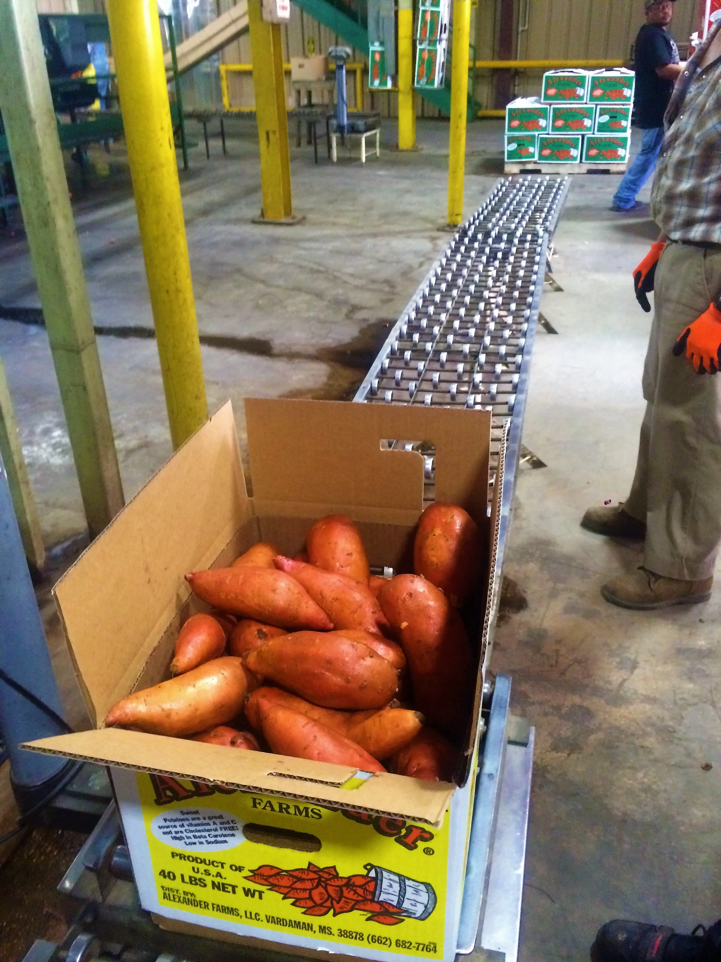  After the potatoes are placed into the boxes, they are sent down this last line to be weighed, inspected, and topped.  