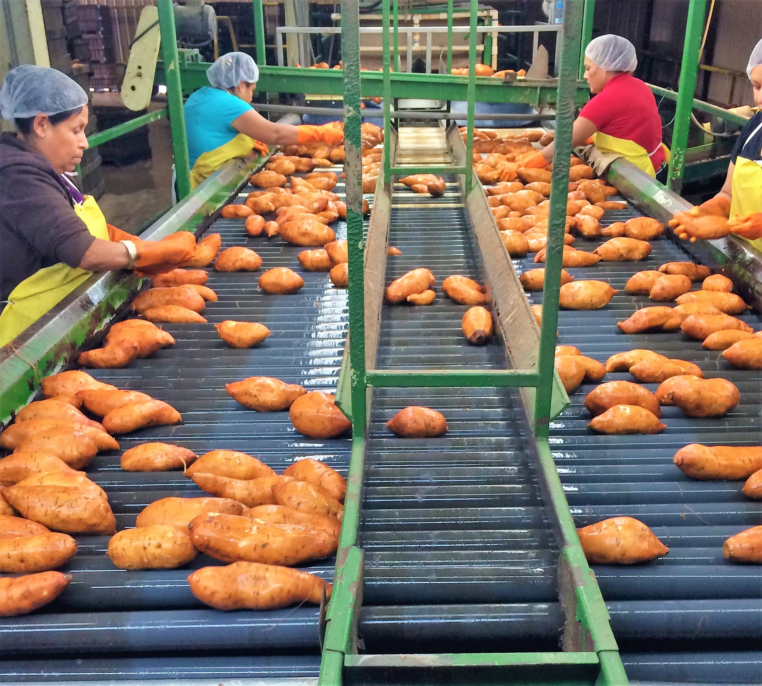  Workers at Alexander Farms hand sorting the sweet potatoes on the packing line.  