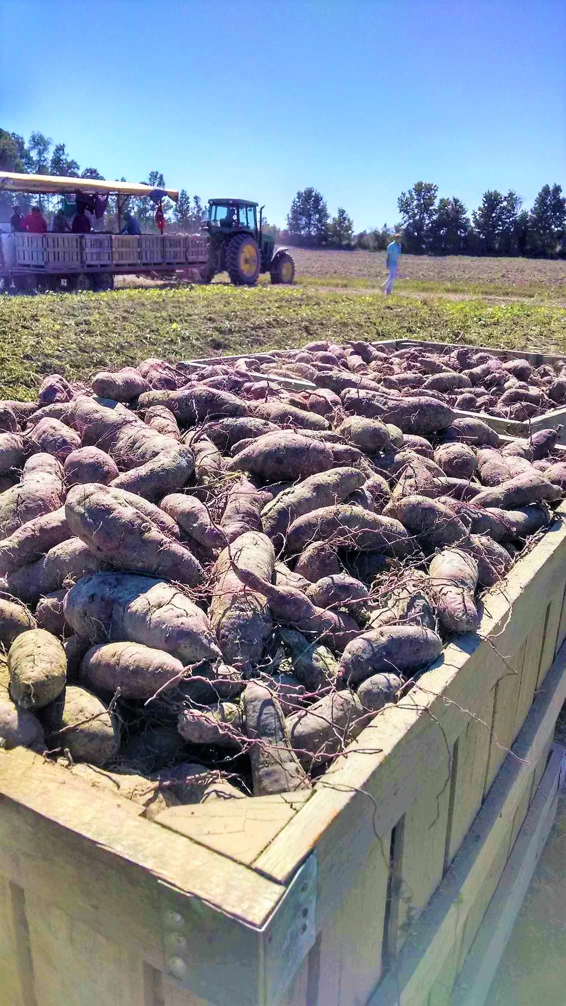  These purple potatoes are called our Okinawan potatoes. They have a purple skin and a purple flesh to them.  